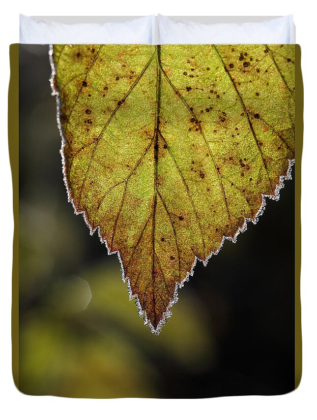 Autumn Duvet Cover featuring the photograph Frost rimmed leaf in fall by Ulrich Kunst And Bettina Scheidulin