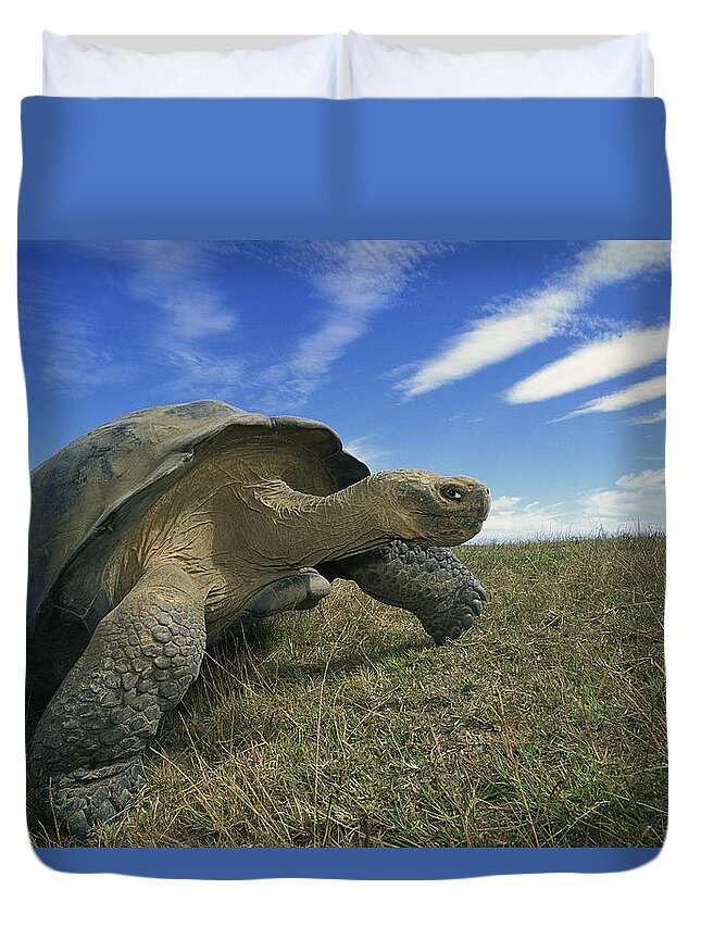 Mp Duvet Cover featuring the photograph Galapagos Giant Tortoise Geochelone by Tui De Roy