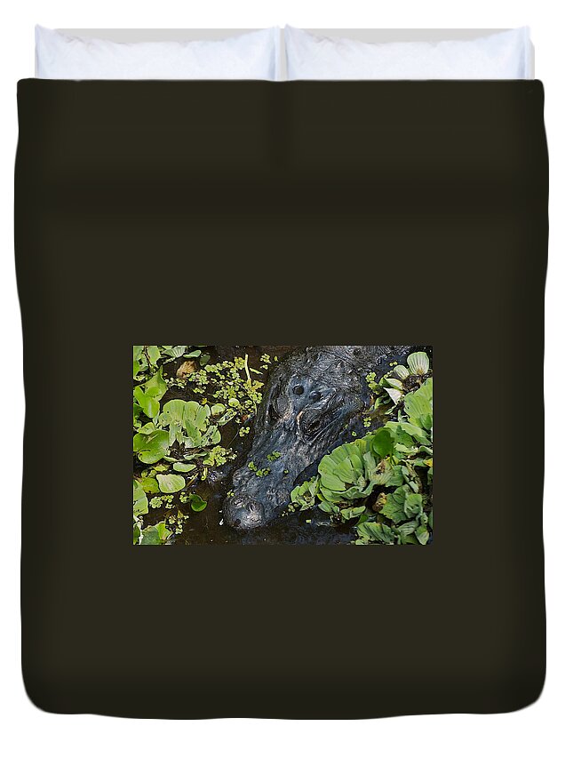 Ave Maria Duvet Cover featuring the photograph Gator by Joseph Yarbrough