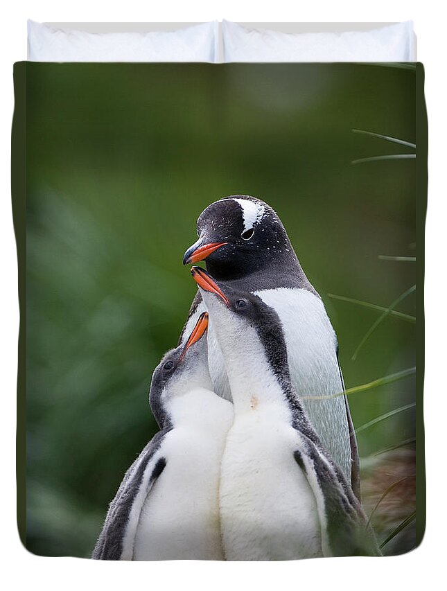 Mp Duvet Cover featuring the photograph Gentoo Penguin Pygoscelis Papua Hungry by Suzi Eszterhas