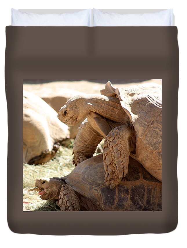 Tortoise Duvet Cover featuring the photograph Get a room by Kim Galluzzo Wozniak