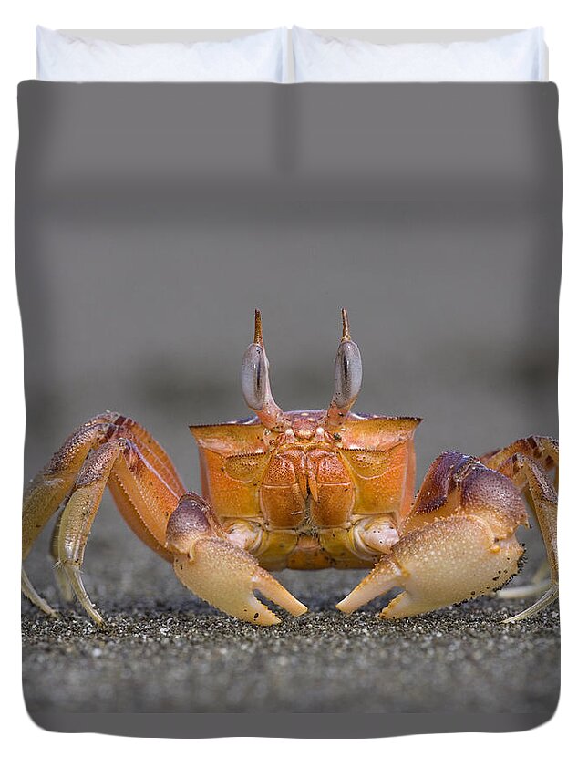 00298056 Duvet Cover featuring the photograph Ghost Crab Male Costa Rica by Piotr Naskrecki