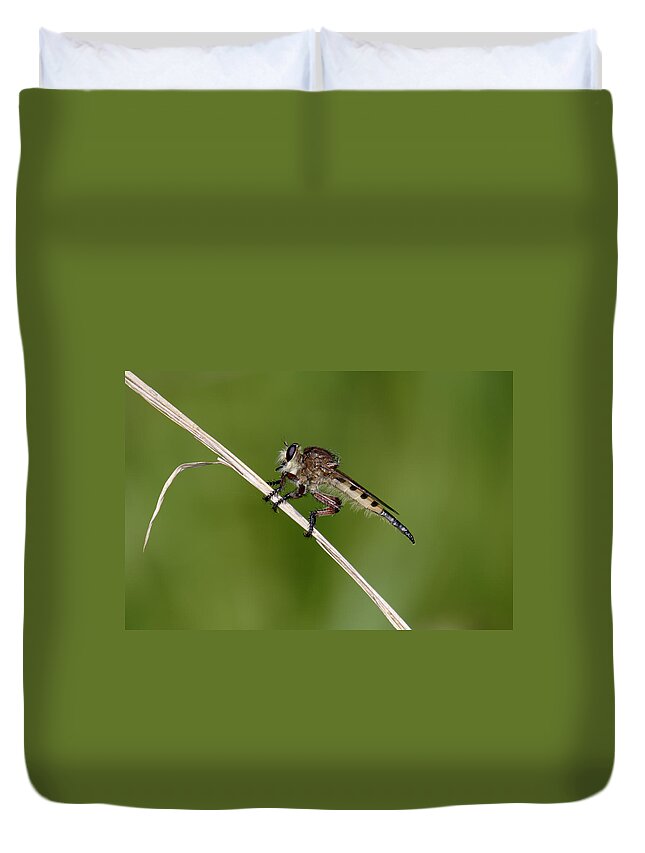 Nature Duvet Cover featuring the photograph Giant Robber Fly - Promachus hinei by Daniel Reed