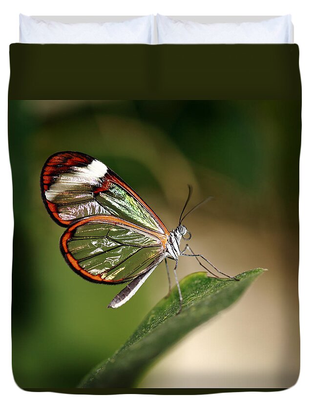 Glasswinged Longwing Butterfly Duvet Cover featuring the photograph Glasswing Butterfly by Grant Glendinning