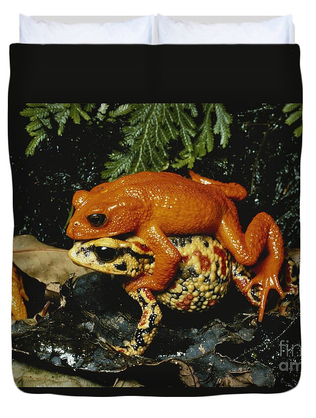 Golden Toad Duvet Cover featuring the photograph Golden Toads Mating by Gregory G Dimijian MD