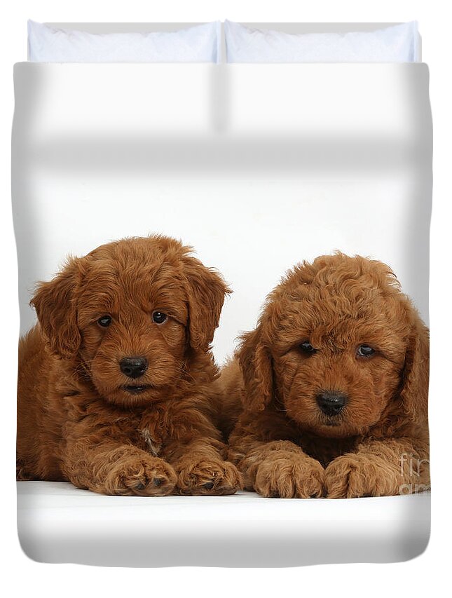 Animal Duvet Cover featuring the photograph Goldendoodle Puppies by Mark Taylor