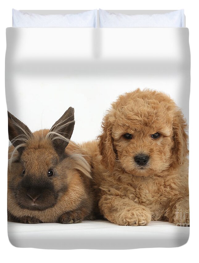 Nature Duvet Cover featuring the photograph Goldendoodle Puppy And Rabbit by Mark Taylor