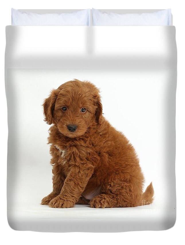 Nature Duvet Cover featuring the photograph Goldendoodle Puppy by Mark Taylor