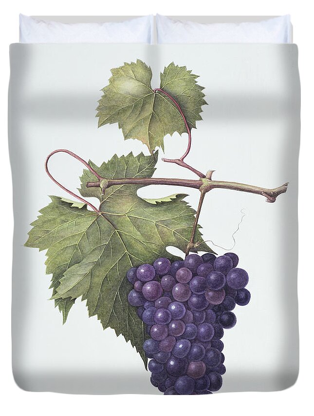 Bunch; Fruit; Purple; Red; Grape; Still Life; Branch; Grapes; Leaf; Leafs Duvet Cover featuring the painting Grapes by Margaret Ann Eden