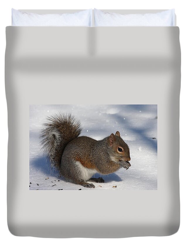 Gray Squirrel Duvet Cover featuring the photograph Gray Squirrel On Snow by Daniel Reed
