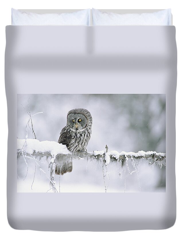 00170496 Duvet Cover featuring the photograph Great Gray Owl Perching On A Snow by Tim Fitzharris