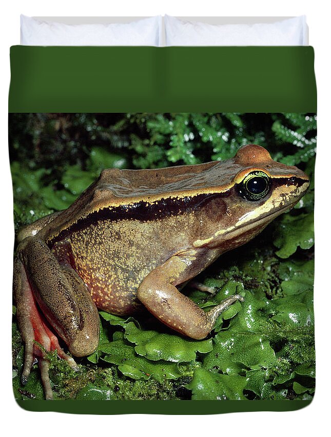 Mp Duvet Cover featuring the photograph Green-eyed Frog Rana Vibicaria by Michael & Patricia Fogden
