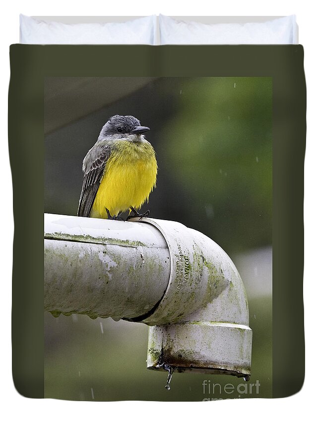 Grey-capped Flycatcher Duvet Cover featuring the photograph Grey-Capped Flycatcher by Heiko Koehrer-Wagner