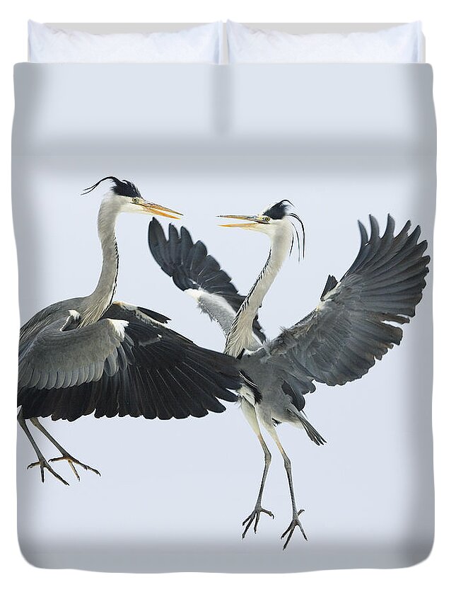 Mp Duvet Cover featuring the photograph Grey Heron Ardea Cinerea Pair Fighting by Konrad Wothe