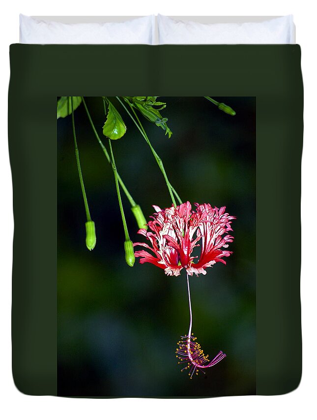 Hawaii Duvet Cover featuring the photograph Hanging Coral Hibiscus by Lehua Pekelo-Stearns