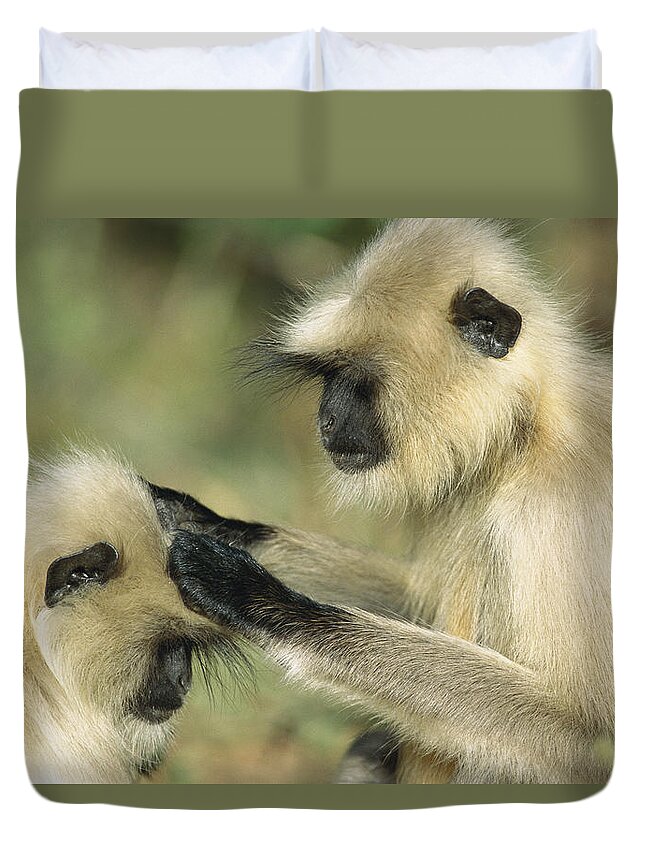 00620106 Duvet Cover featuring the photograph Hanuman Langurs Grooming India by Cyril Ruoso