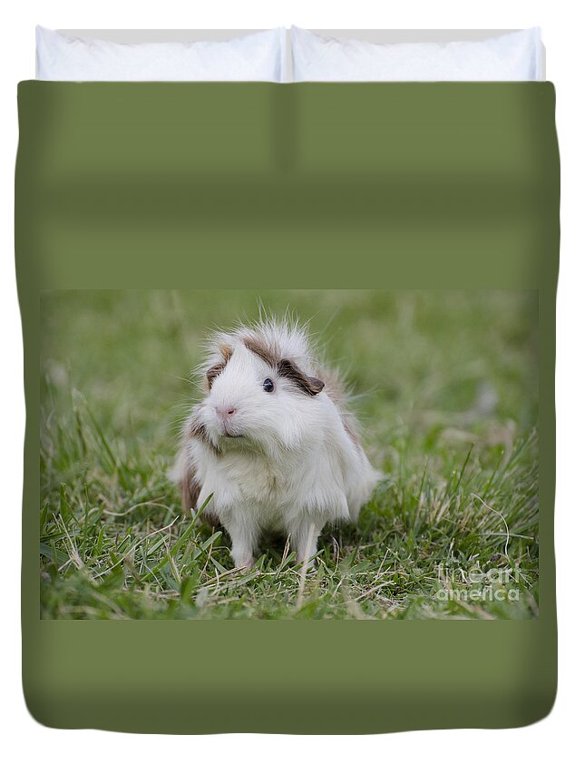 Guinea Pig Duvet Cover featuring the photograph Have you seen my hairspray? by Jim And Emily Bush