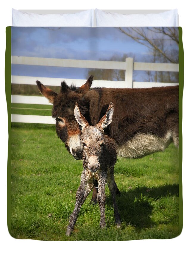 Baby Donkey Duvet Cover featuring the photograph Hello World by Tiana McVay