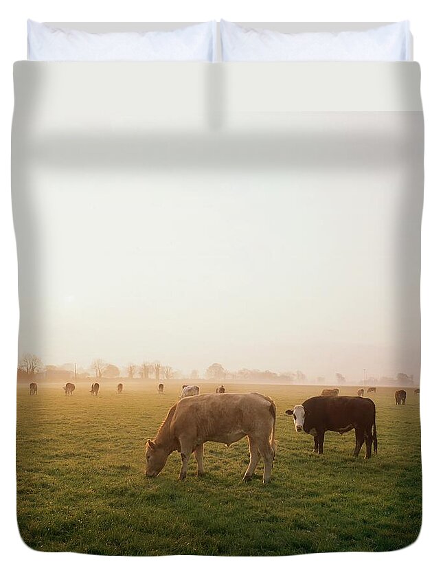 Hereford Cattle Ireland Duvet Cover For Sale By The Irish Image