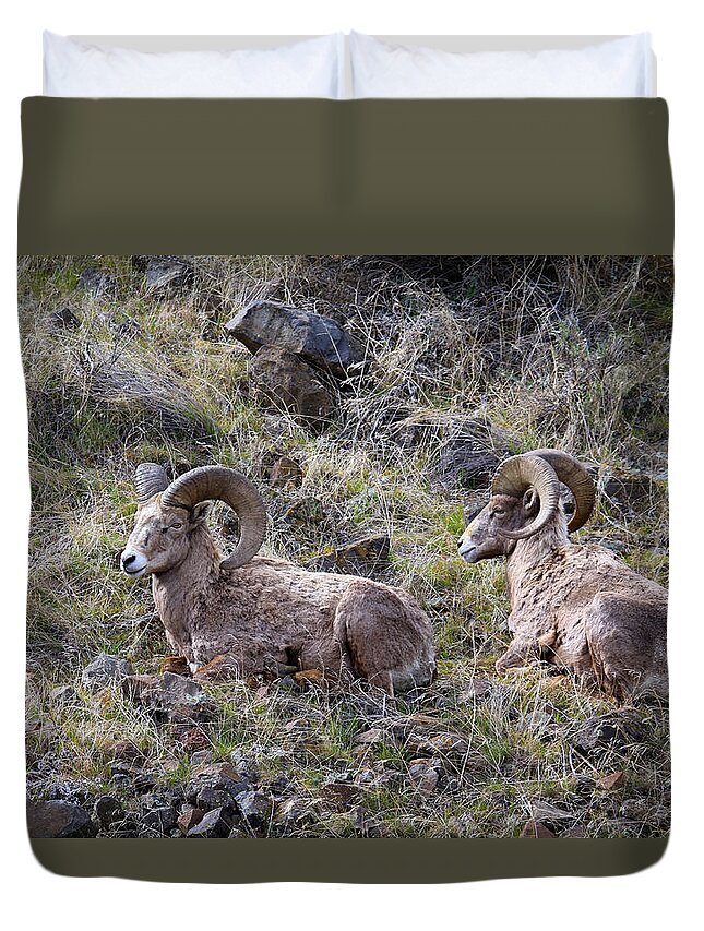 Bighorn Sheep Duvet Cover featuring the photograph Hillside Rams by Steve McKinzie