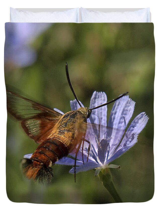 Nature Duvet Cover featuring the photograph Hummingbird or Clearwing Moth DIN137 by Gerry Gantt