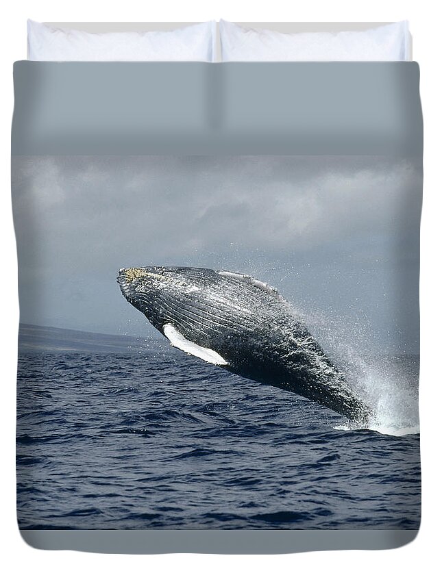 00079870 Duvet Cover featuring the photograph Humpback Whale Breaching Hawaii by Flip Nicklin