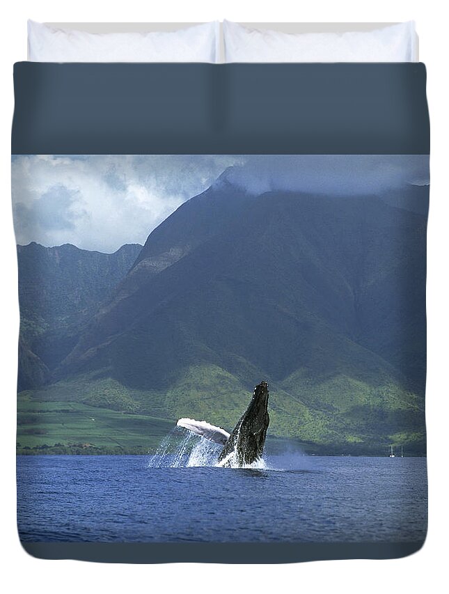 00128640 Duvet Cover featuring the photograph Humpback Whale Breaching Maui by Flip Nicklin