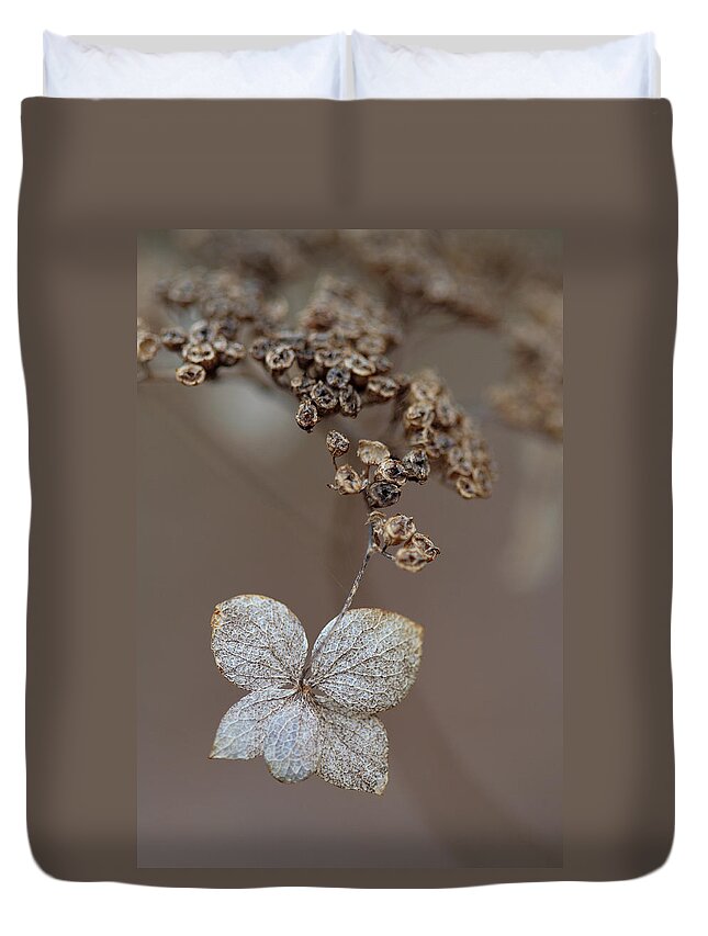 Plant Duvet Cover featuring the photograph Hydrangea arborescens Dry Flower Head In Winter by Daniel Reed