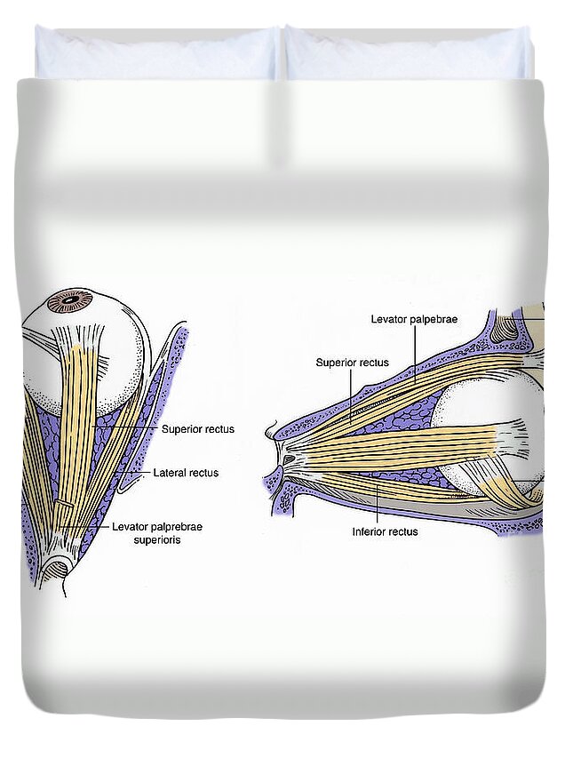 Anatomy Duvet Cover featuring the photograph Illustration Of Eye Muscles by Science Source