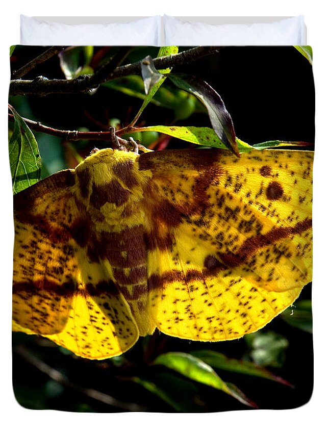 Nature Duvet Cover featuring the photograph Imperial Moth DIN053 by Gerry Gantt