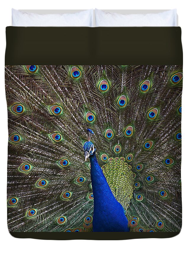 00176458 Duvet Cover featuring the photograph Indian Peafowl Male With Tail Fanned by Tim Fitzharris