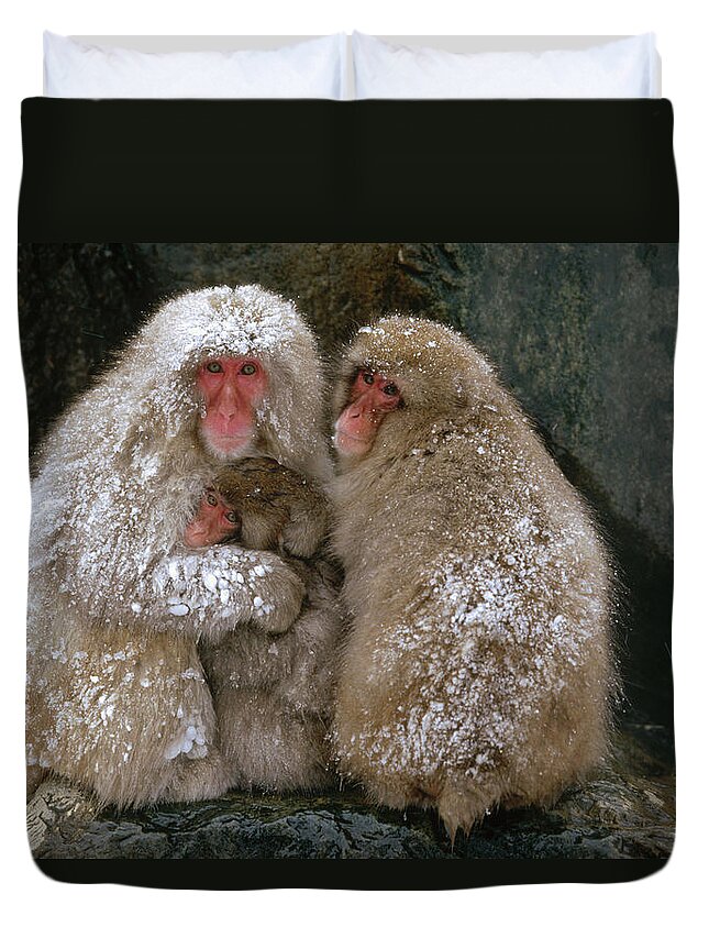 Mp Duvet Cover featuring the photograph Japanese Macaque Macaca Fuscata Family by Konrad Wothe