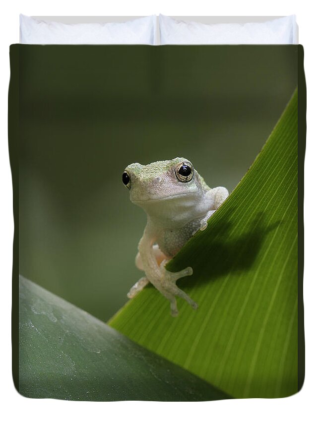 Grey Treefrog Duvet Cover featuring the photograph Juvenile Grey Treefrog by Daniel Reed