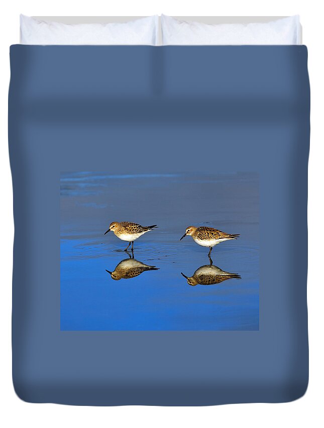 White-rumped Sandpiper Duvet Cover featuring the photograph Juvenile White-rumped Sandpipers by Tony Beck