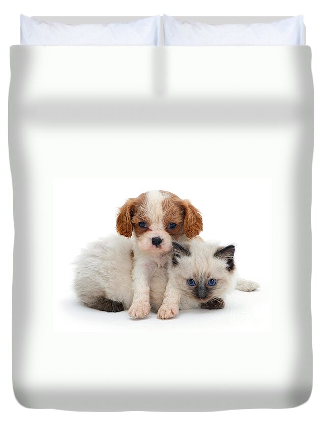 White Background Duvet Cover featuring the photograph King Charles Spaniel And Ragdoll Kitten by Jane Burton