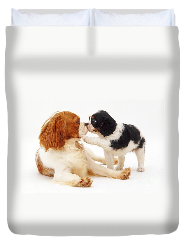 White Background Duvet Cover featuring the photograph King Charles Spaniel Dog And Puppy by Jane Burton