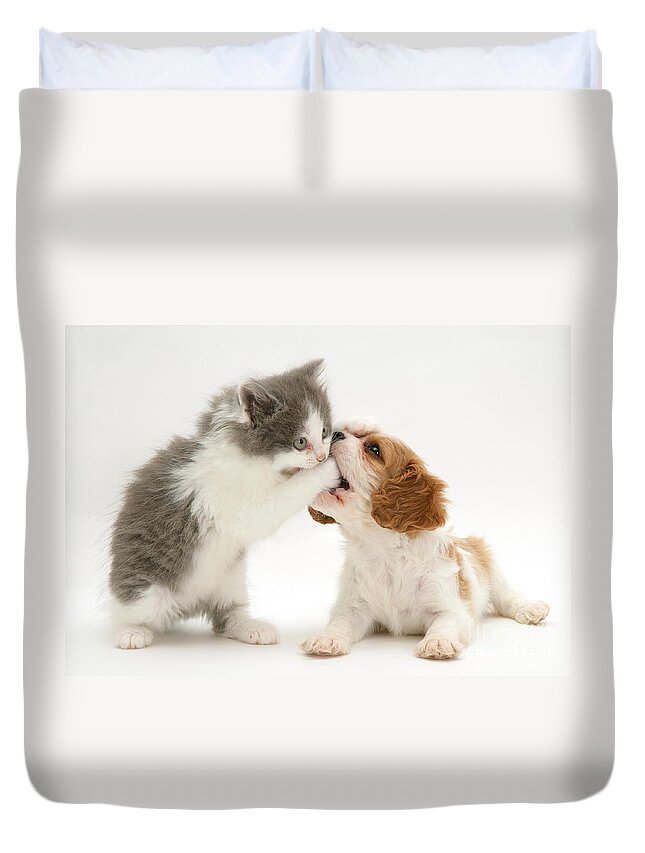 White Background Duvet Cover featuring the photograph King Charles Spaniel Puppy And Kitten by Jane Burton