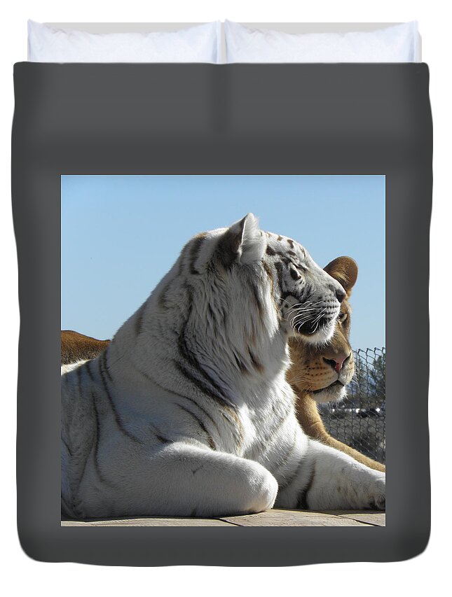 Tiger Duvet Cover featuring the photograph Kitty Kitty by Kim Galluzzo