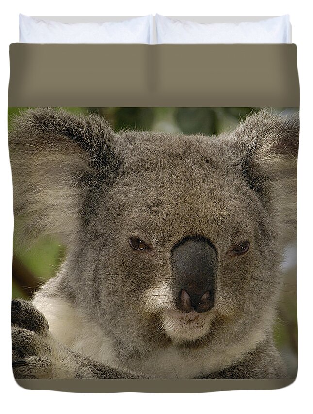 Mp Duvet Cover featuring the photograph Koala Phascolarctos Cinereus Portrait by Pete Oxford