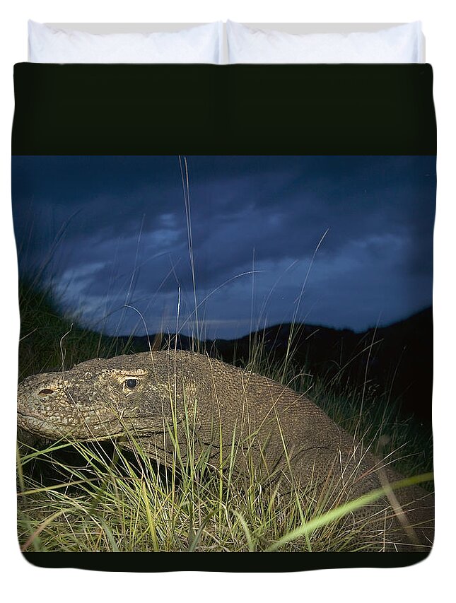 Mp Duvet Cover featuring the photograph Komodo Dragon Varanus Komodoensis by Cyril Ruoso