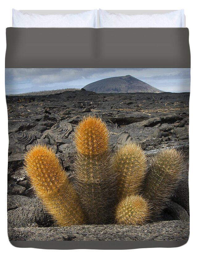 Mp Duvet Cover featuring the photograph Lava Cactus Brachycereus Nesioticus by Pete Oxford