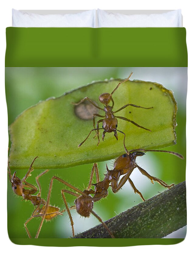 00476944 Duvet Cover featuring the photograph Leafcutter Ants Costa Rica by Piotr Naskrecki