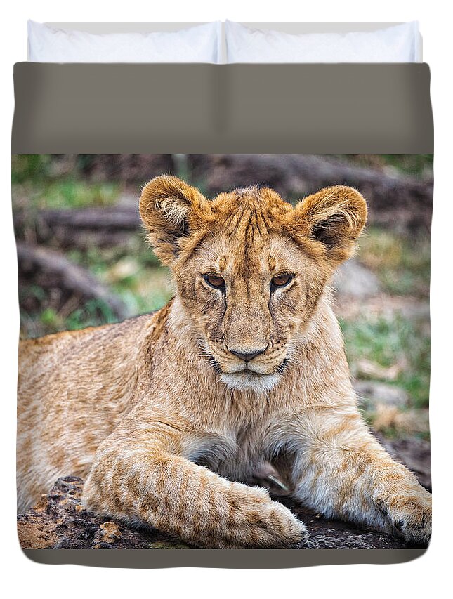 Lion Cub Duvet Cover featuring the photograph Lion Cub by Perla Copernik