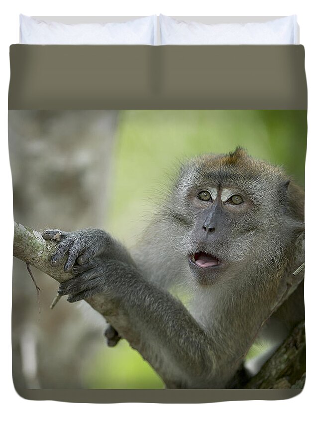 Mp Duvet Cover featuring the photograph Long-tailed Macaque Macaca Fascicularis by Cyril Ruoso