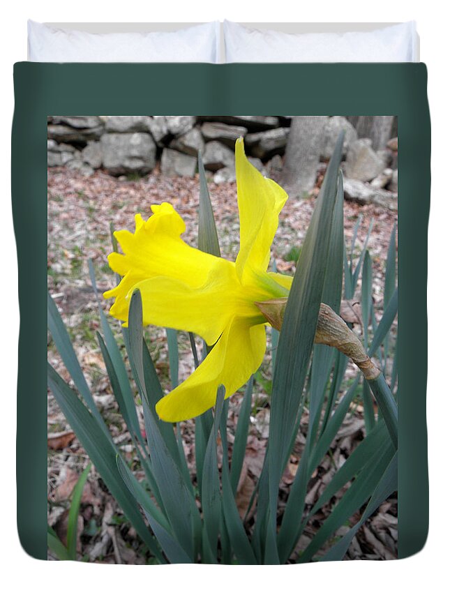 Daffodil Duvet Cover featuring the photograph Long Trumpet Daff by Kim Galluzzo