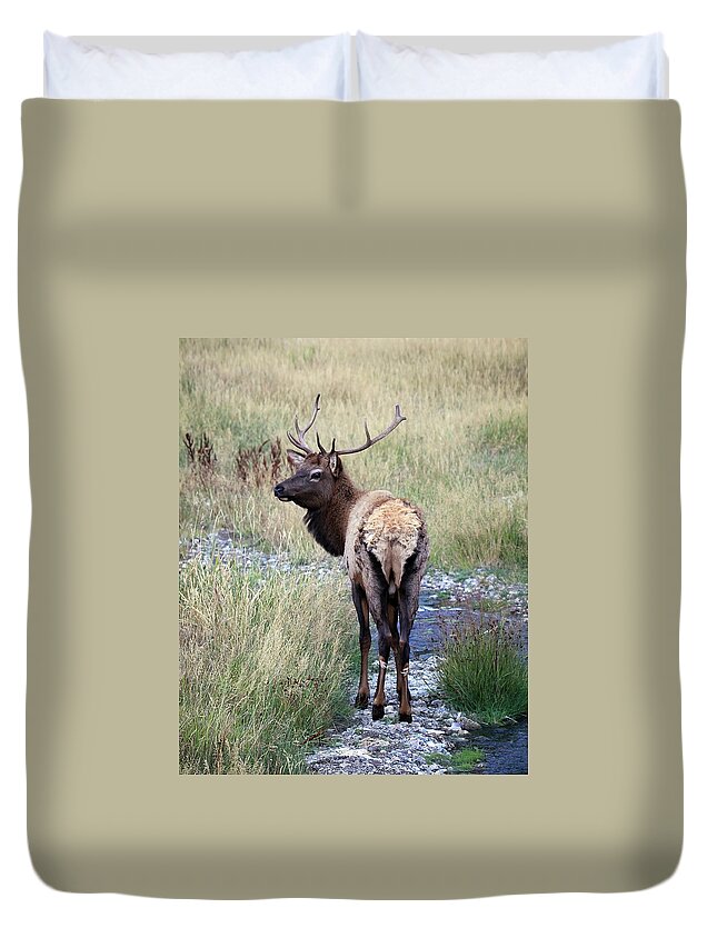 Bull Elk Duvet Cover featuring the photograph Looking Back Bull by Steve McKinzie