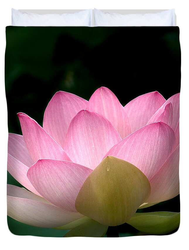 Nature Duvet Cover featuring the photograph Lotus Beauty--Blushing DL003 by Gerry Gantt