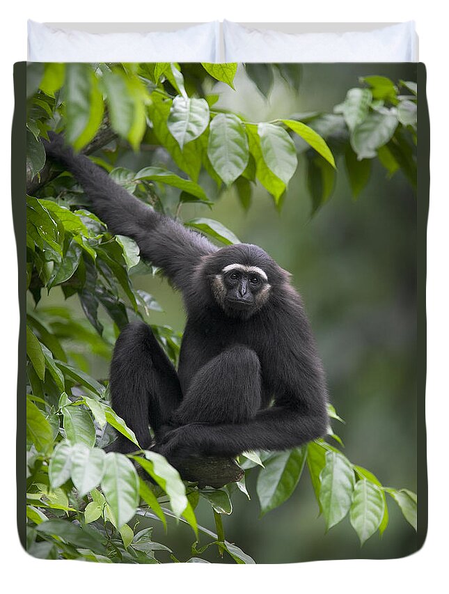 Mp Duvet Cover featuring the photograph Mllers Bornean Gibbon Hylobates by Cyril Ruoso