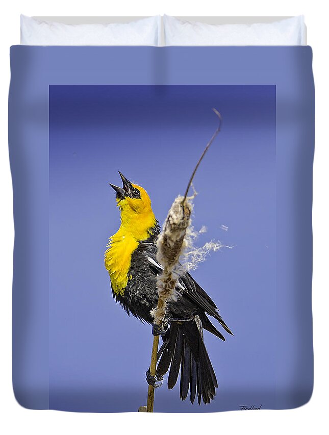 Yellow Duvet Cover featuring the photograph Male Yellow-headed Blackbird in Mating Display by Fred J Lord