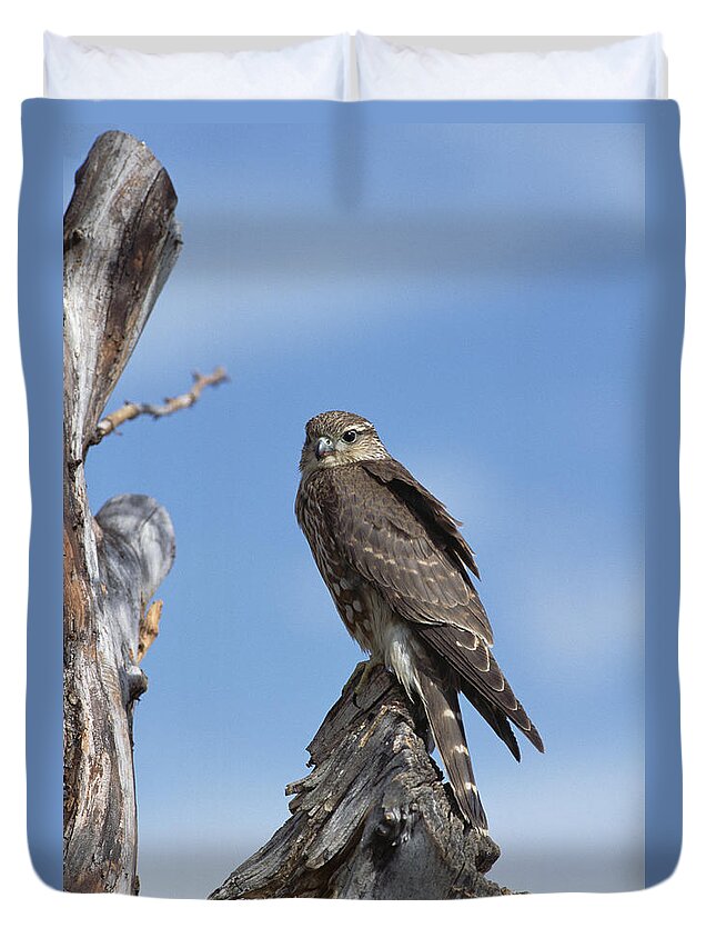 Mp Duvet Cover featuring the photograph Merlin Falco Columbarius Perching by Konrad Wothe